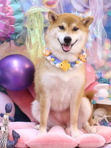 20240828マロンちゃん